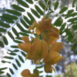 yellow flowers