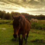 Horses and sunset