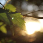 Sunrise through leaves