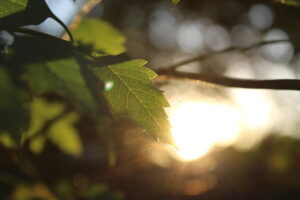 Sunrise through leaves